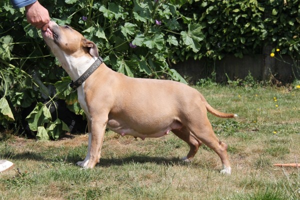 The Real Staffs - American Staffordshire Terrier - Portée née le 27/05/2011